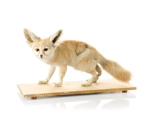 Image description is not available for 1983.137.1